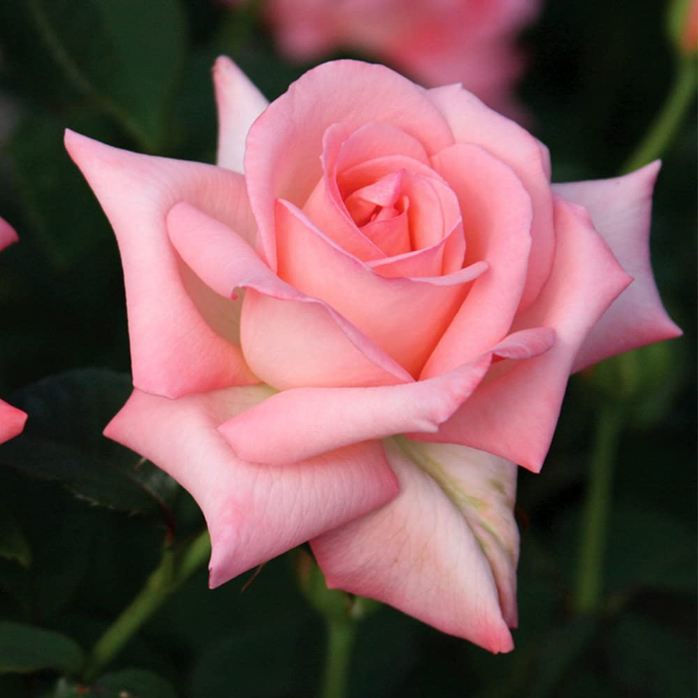 Amazon.com : Heirloom Hybrid Tea Roses, Live Own Root Plant, Bride